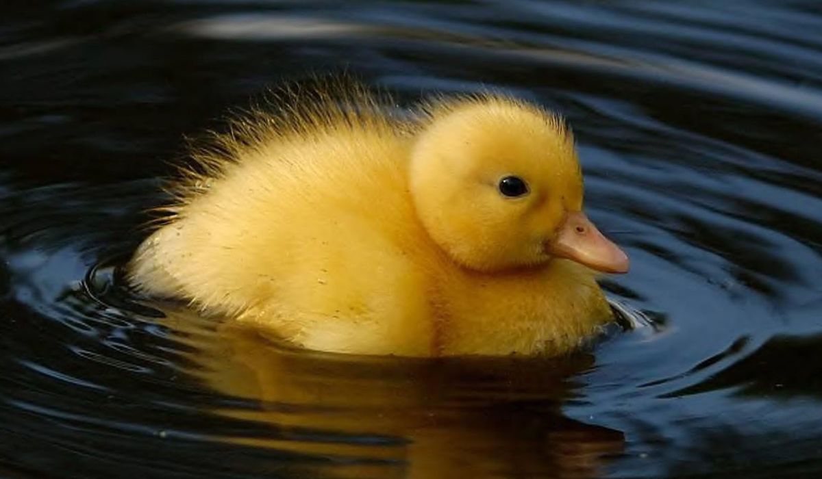 Duckling