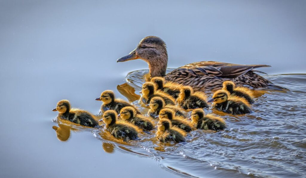 From Duckling to Duck