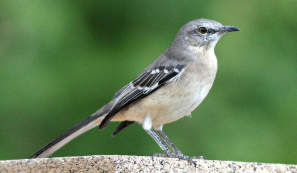 Mockingbird Mimicry