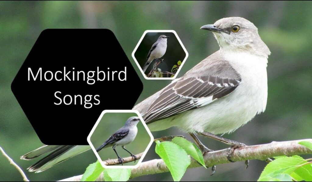 Mockingbird and its Song