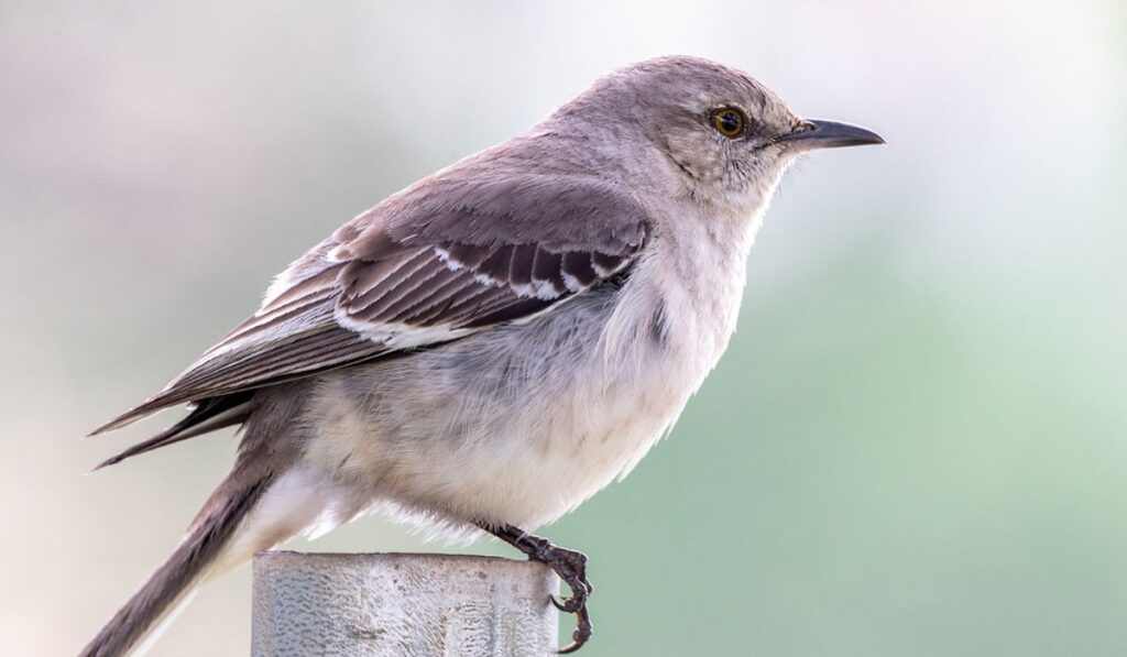 Spiritual Lessons from the Mockingbird