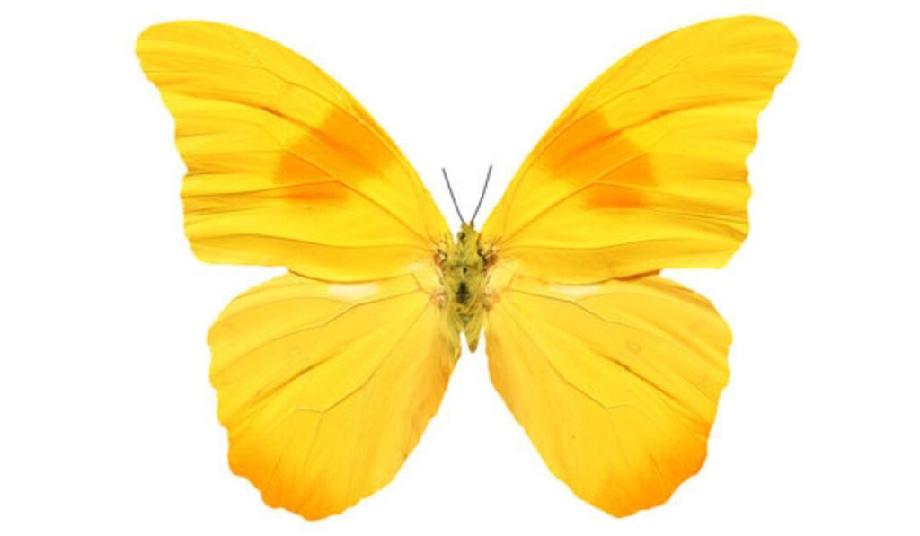 the Yellow Butterfly