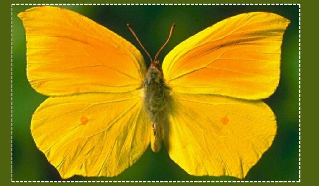 Yellow Butterfly and Resurrection