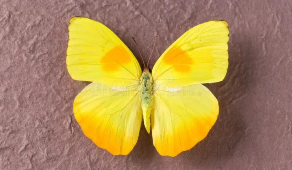 Yellow Butterflies on Faith Practices