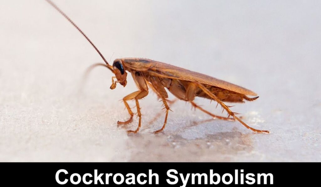 Cockroach Symbolism