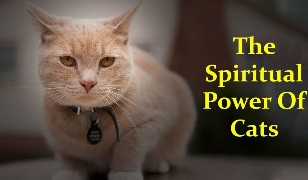 Cats and Spirituality