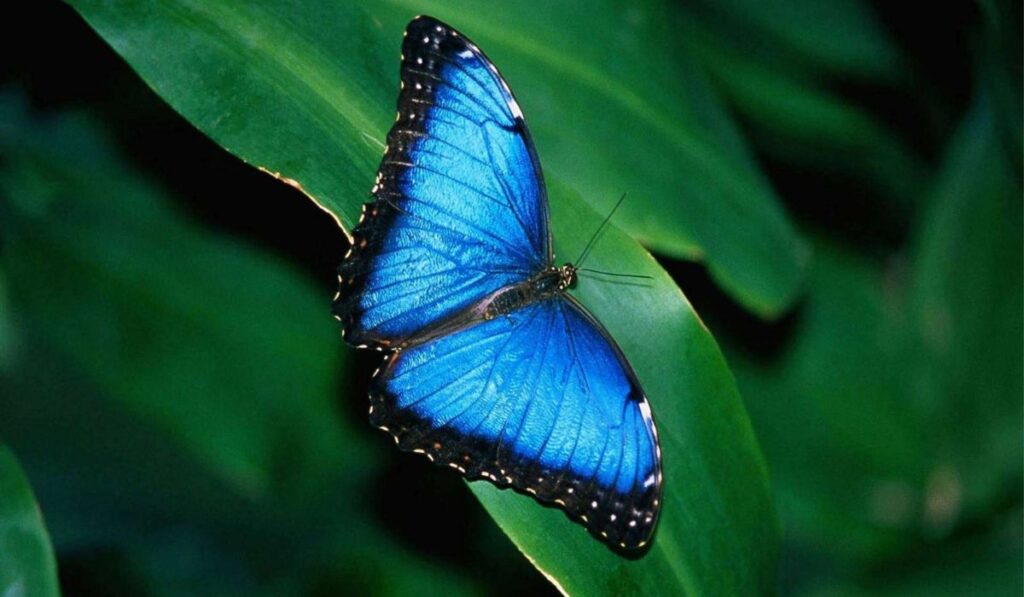 Blue Butterflies