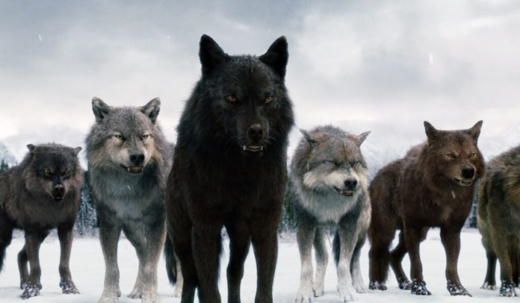 Wolf Pack