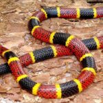 Coral Snake’s