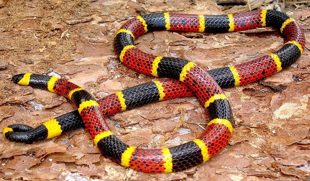 Coral Snake’s