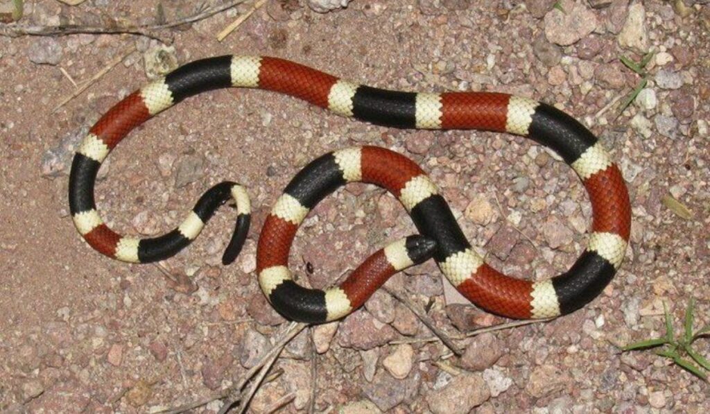 Colors of the Coral Snake