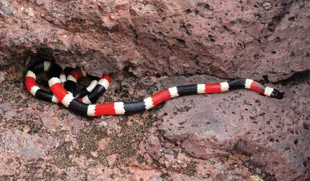 Coral Snake’s Deadly Potential