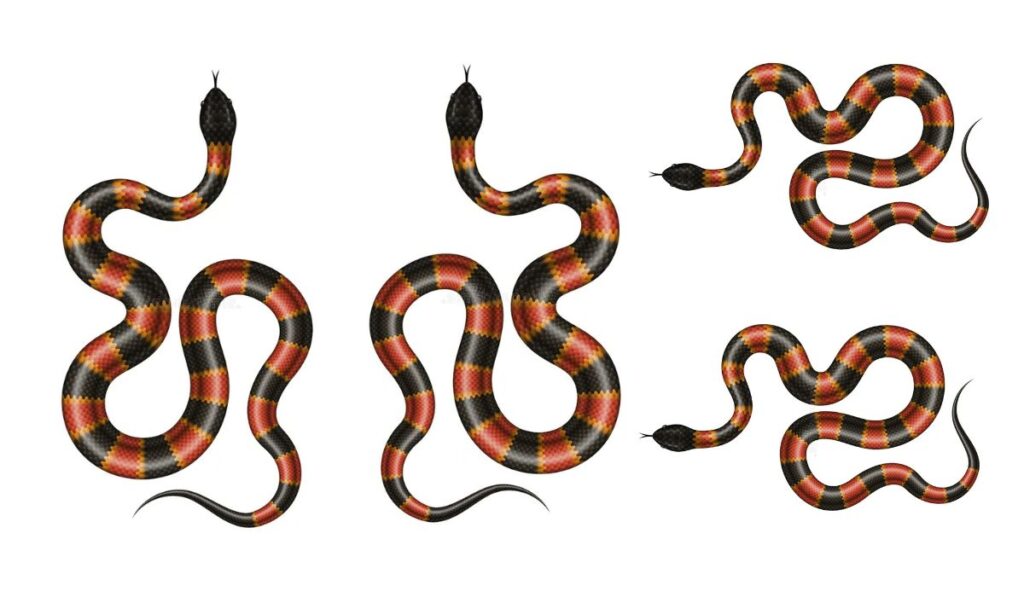 Coral Snake Symbolism