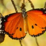 Butterfly with Broken Wing