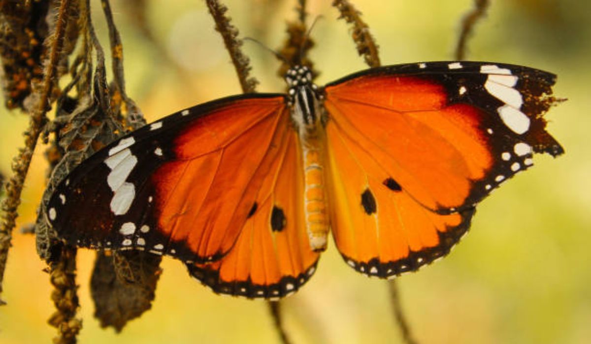 Butterfly with Broken Wing