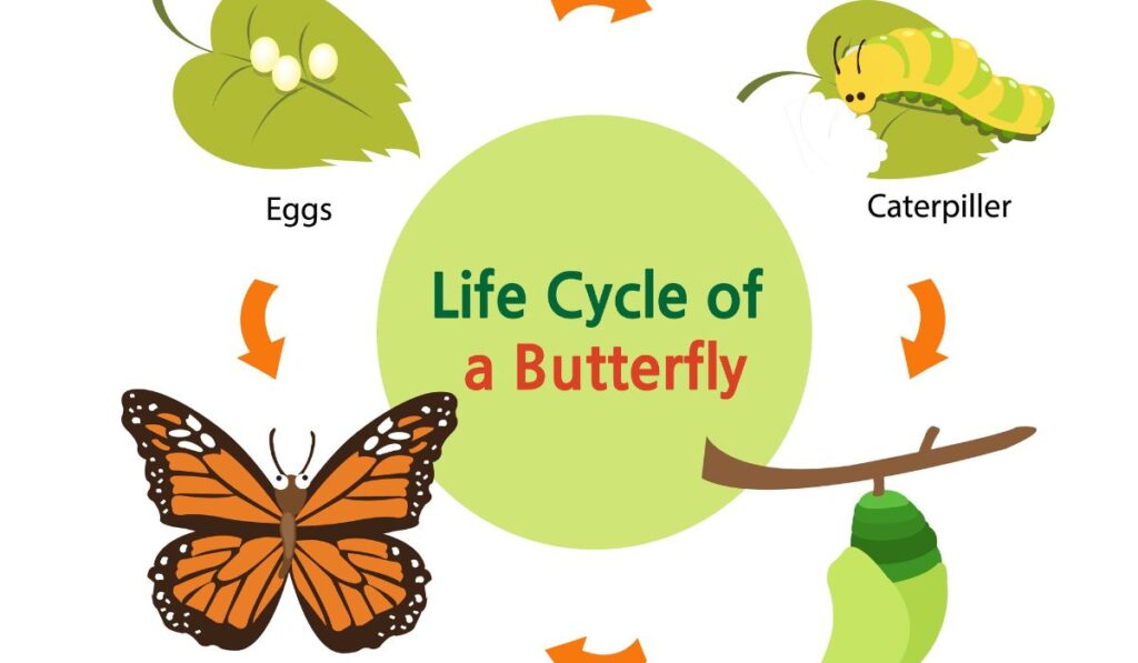 The Butterfly’s Life Cycle