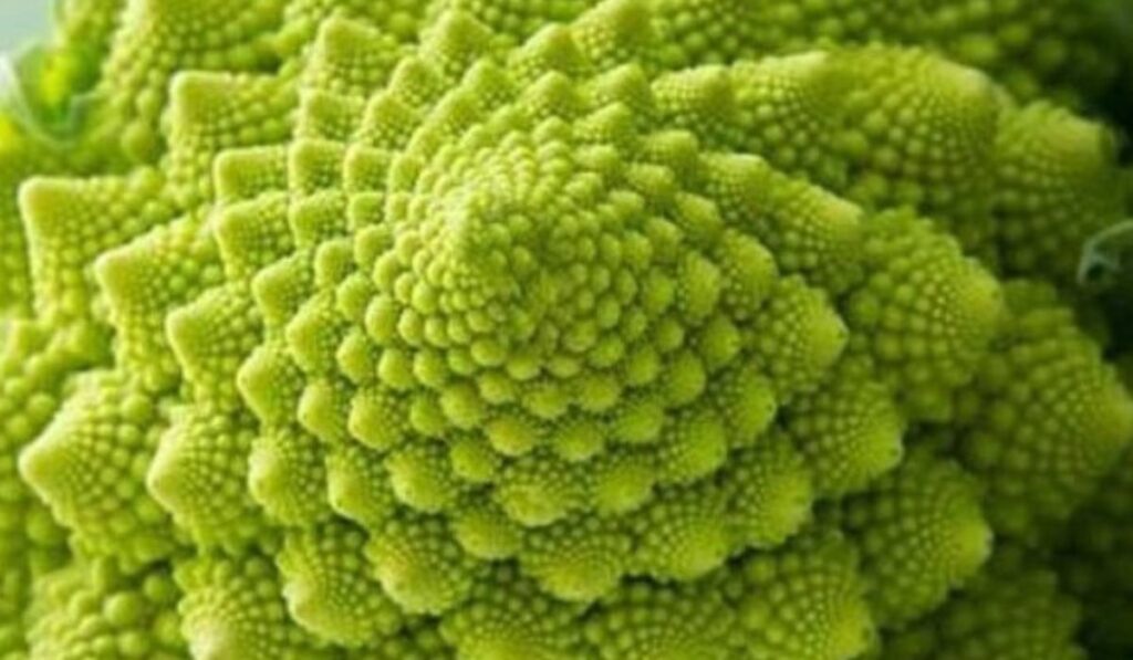 Sacred Geometry in Broccoli