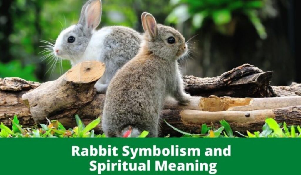 Aspects of Rabbit