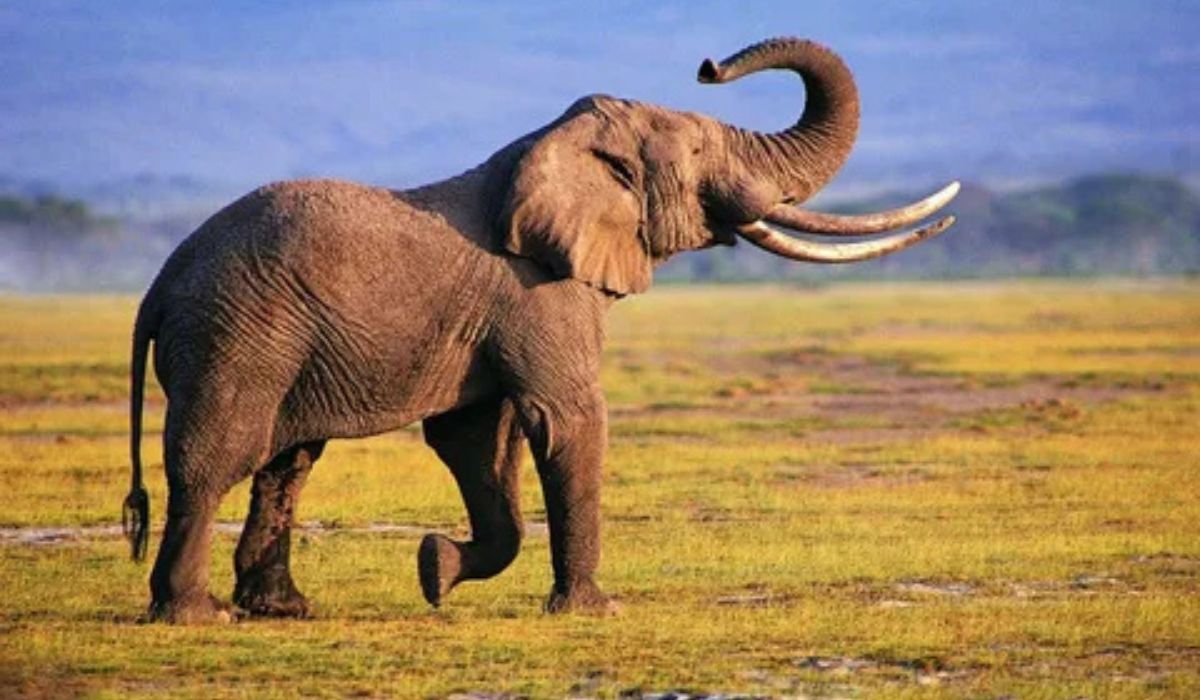 Elephant