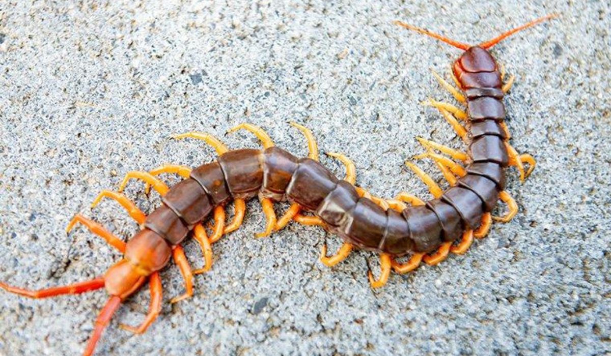 centipede